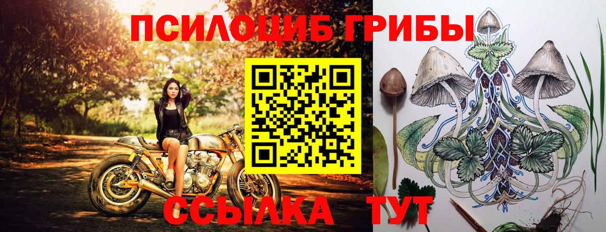 Псилоцибиновые грибы Cubensis Сочи